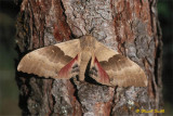 Big Poplar Sphinx Moth