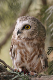 Northern Saw-whet Owl 9541