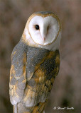 Barn Owl 9522