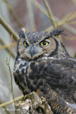 Great Horned Owl 9489