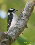 Downy Woodpecker 20070728 0810