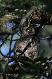 Great Horned Owl 0169