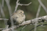 Mourning Dove_0191