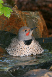 Flicker bathing 1505