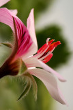 Close up with a Geranium flower