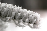 Spruce needles covered in frost
