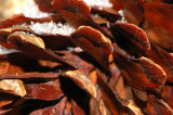 Close up with a pine cone