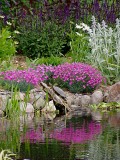 Dianthus reflecting in pond