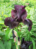 Iris, black