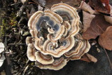 Pretty Mushroom