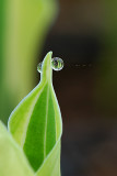 Tiny dew drops 2