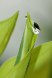 Tiny dew drops 3