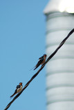 Swallows have arrived!