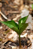 The first Trillium in bud