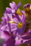 Primula denticulata