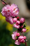 Double Flowering Plum