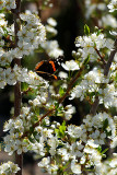 Plum Tree with butterfly