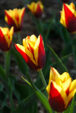 Triumph Tulip Gavota