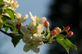 Apple & Crabapple Blossoms