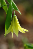 Uvularia grandiflora (Great Merry Bells)