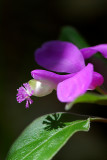 Fringed Polygala, Gaywings