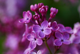Lilac Pocahontas