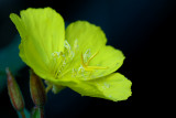 Evening Primrose