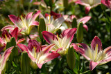 Asiatic Lily, Lollypop