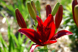 Asiatic Lily, Black Out