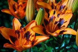 Asiatic Lily, Loreto