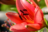 Lily LA, Manhatten