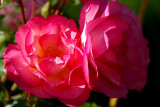 Roses in my garden