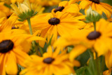 Gloriosa Daisy