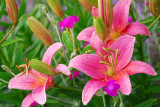 Asiatic Lily, Shiraz