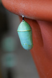 Gold dotted chrysalis