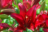 Lily LA, Rodela