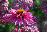 Double Echinacea