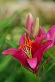 Oriental Lily, Chambertin