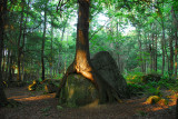 Friendship Tree