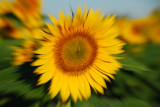 Sunflower Burst - multiple exposure