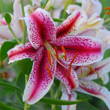 Oriental Lily, Dizzy