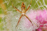 Two spiders with their webs on top of each other