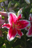 Oriental Lily, Starfighter