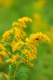 Goldenrod with ladybug