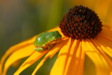 Tiny Tree Frog on Rudbeckia