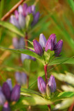 Bottle Gentian