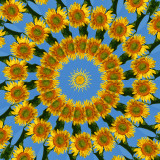 Sunflower2 5.jpg