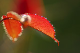 Morning dew on a rose leaf