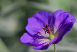 Geranium, Jolly Bee