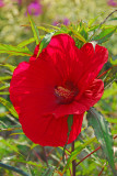 Hardy Hibiscus